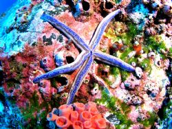 Blue Starfish taken in Cocos aboard an Aggressor ship.Tak... by Charlie Foreman 